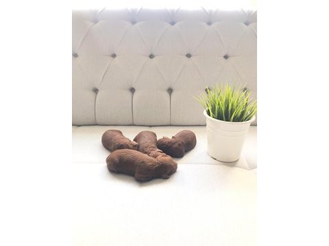 Anne altında toy boy red brown poodle sağlık ve ırk garanti