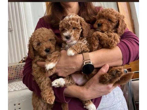 Maltipoo cinsi yavrular