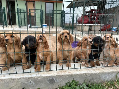 2 aylık rezerve cocker yavrular