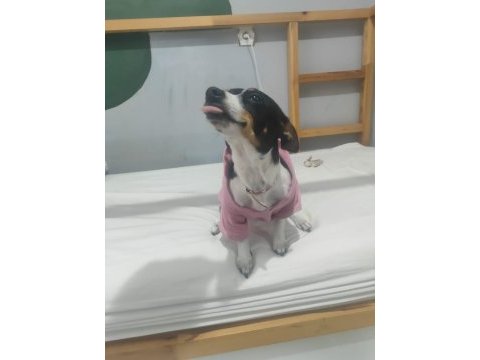Acil çok özel pinscher minyatür