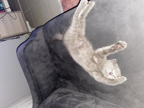 A kalite scottish fold yavrular