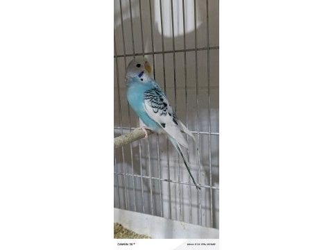 Çıtır çıtır sıcak sıcak imalattan halka muhabbet kuşlar