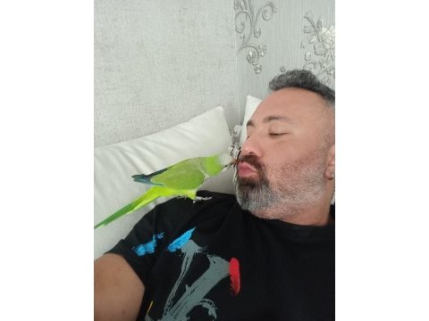 11 aylık çok yakışıklı sağlıklı veteriner bakımlı monk