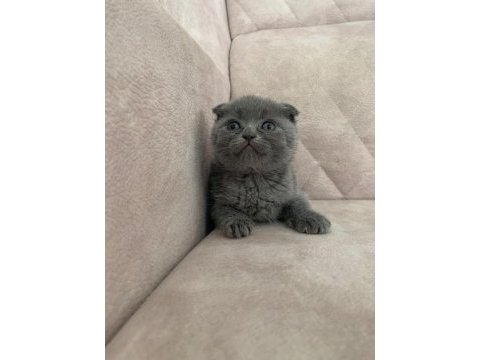 Ayı surat top kafa sıfır kulak erkek bebiş