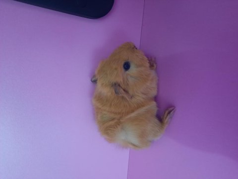 Peruvan ginepig yavrularımız