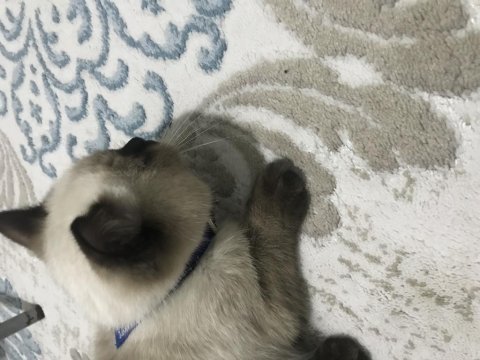 Bakmaya kıyamadığım british shorthair