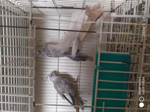 Evcil sultan papağanı yavrular uçmaya hazır