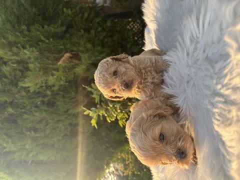F2 maltipoo bebeklerimiz