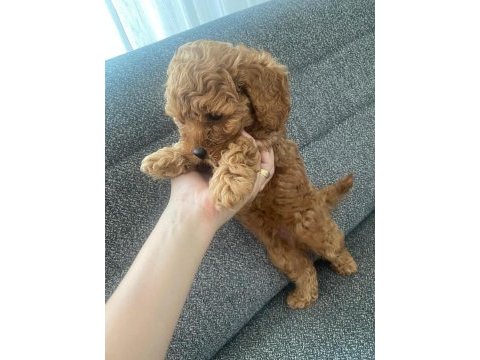 2 ay 15 günlük erkek toy poodle