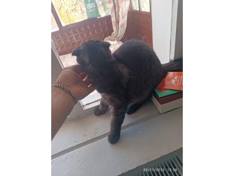 Van scottish fold kedimiz
