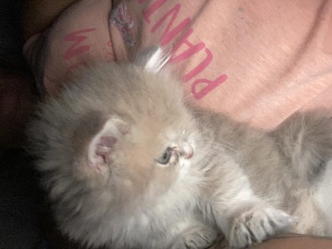 2 aylık erkek british longhair