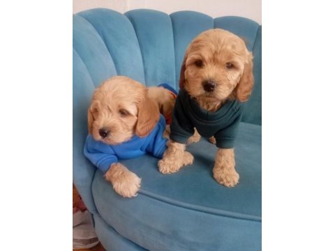 Tuvalet eğitimli maltipoo yavrular