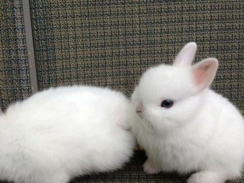 Beyaz ve sarı tavşan yavruları evcil az büyüyen