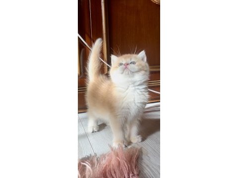 Saf kan şecereli golden british shorthair wcf kayıtlı