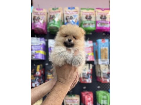 Pomeranian yavrularımız teacup sıfır boy