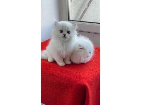Maviş gözlü safkan british longhair yavrular
