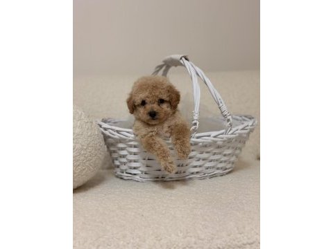 Dev kampanya minik toy poodle