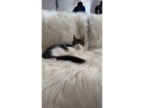 Nadir renklerde safkan maine coon yavruları
