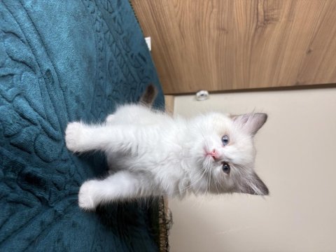 Ragdoll 3 kedimiz