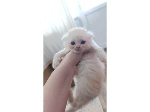 Sarı orjinal scottish fold