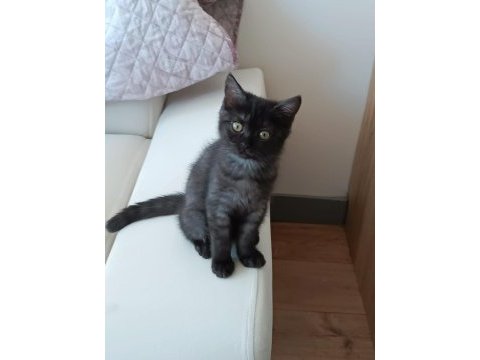 British shorthair dişi