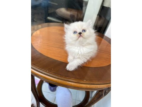 British longhair kediler