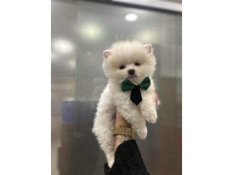 Irk garantili pomeranian yavrular