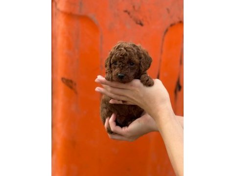 Çıtır poodle kurabiyelerim yeni yuvasını arıyor