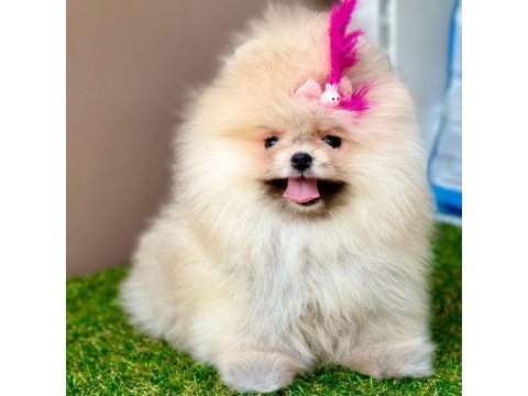 Safkan pomeranian boo yavrularımız