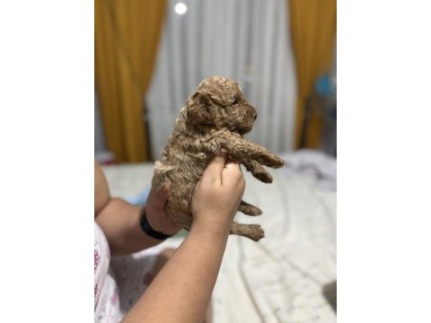 Toy poodle miniklerim