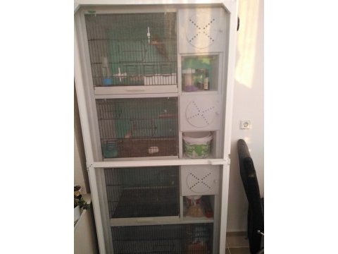 Kafes ve jumbo çift isteyene ve heveslisine muhabbet kuşlar