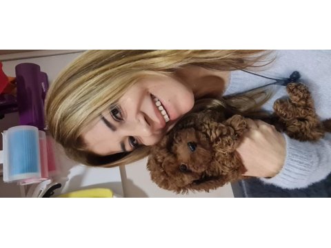 Toy poodle erkek