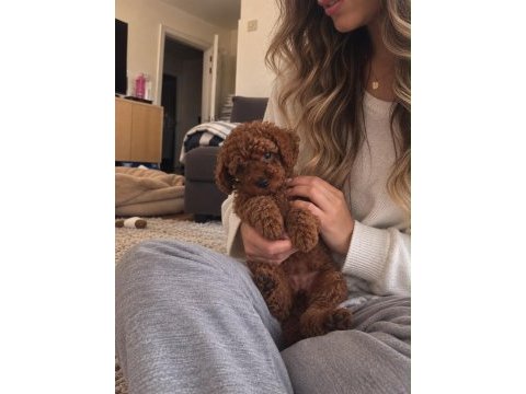 Red toy poodle