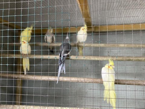 Uygun muhabbet kuşu ve sultan papağanı