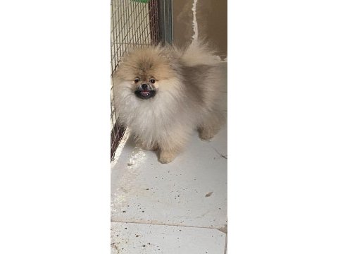 Pedmode güvencesiyle pomeranian boo teddy face show kalite