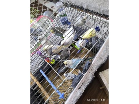 2 4 aylık yavru dişi erkek muhabbet kuşları