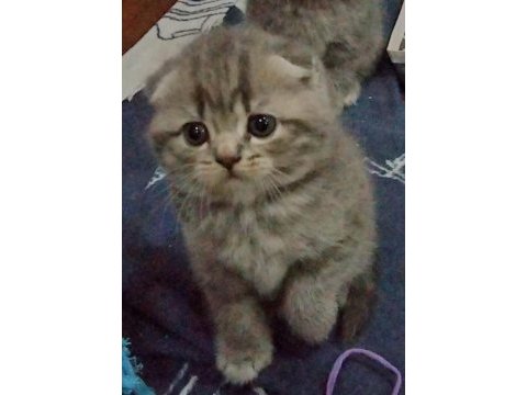 2 nisan doğumlu dişi scottish fold