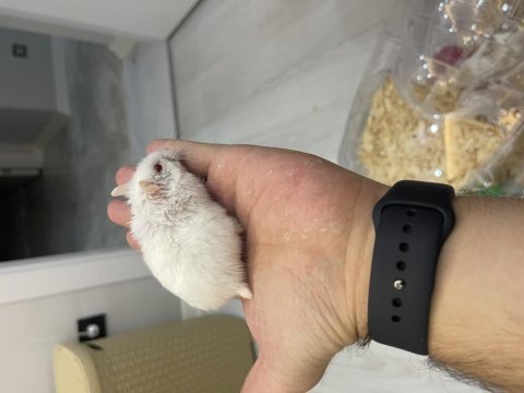 Gonzales hamster çok cuzi gelen alır