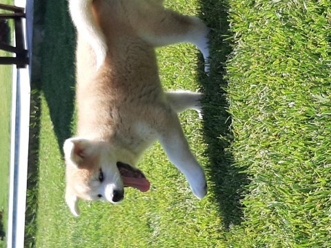 Japon akita ınu yavrulari istanbul 
