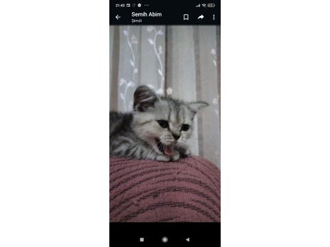 Scottish fold mersin 2 aylık