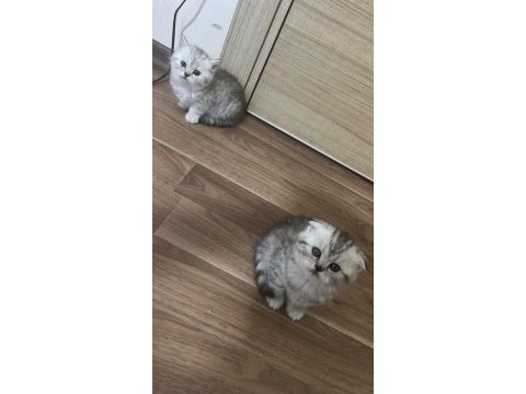 Sevimli scottish fold bebekler