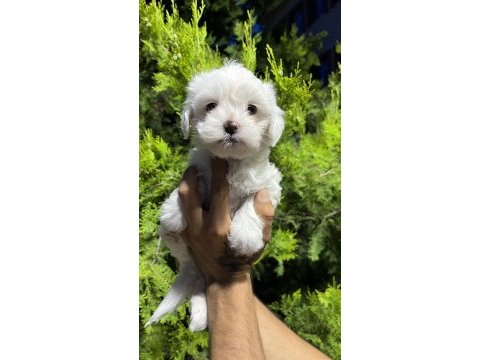 Safkan maltese terrier yavrularımız hazır