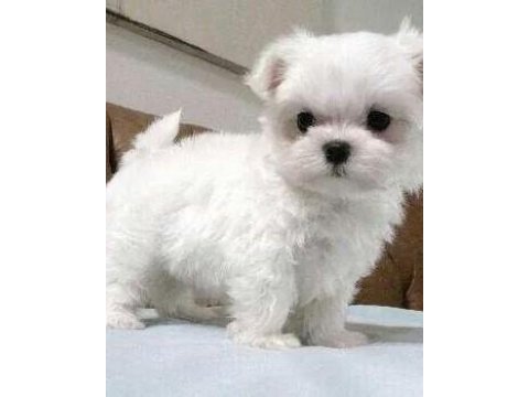 Maltese terrier yavrularımız aynı gün teslimat