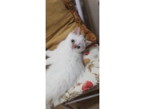 British shorthair red point 2 aylık