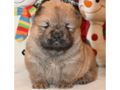 Ailenize neşe getirecek chow chow yavruları
