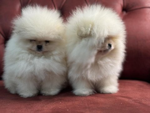 Ankaranın en seçkin pomeranian boo yavrular