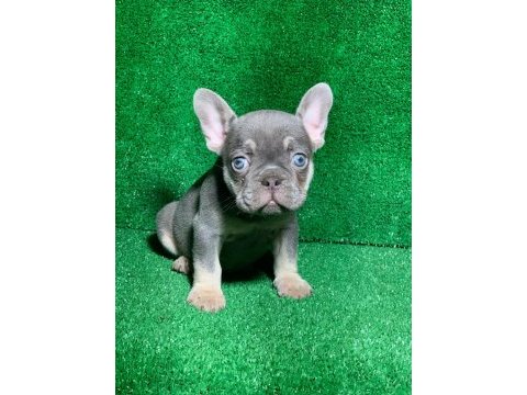 Muhteşem göz rengi lilak tan french bulldog