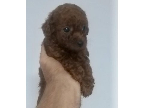 Kore dark red erkek yavru poodle