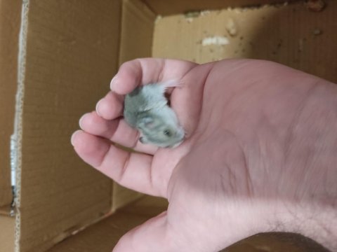 Çok tatlı minnoş yavru hamsterler