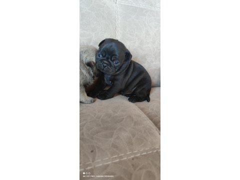 Kaliteli pug mops yavrular